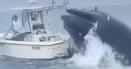 Imagini terifiante! O barca cu doi pescari la bord a fost rasturnata de o balena. VIDEO