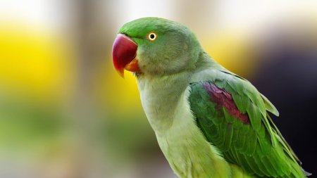 Cum a ajuns Micul Alexandru, un papagal exotic, sa zboare prin parcurile din Bucuresti