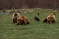 Promulgarea legii privind impuscarea ursilor nu va rezolva problema, ci o va agrava, sustine WWF