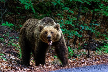 Cine plateste daune in cazul unei persoane atacate de urs in padure. Decizia judecatorilor in disputa dintre Ministerul Mediului si asociatiile de vanatori