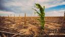 Alimentele a caror productie mondiala a scazut, din cauza schimbarilor climatice