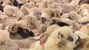 Alerta printre crescatorii de oi din tara. Mai multe focare de pesta ovina depistate in cateva ferme din Tulcea si <span style='background:#EDF514'>CONSTANTA</span>