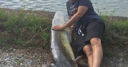 A prins monstrul! Captura impresionanta a unui pescar din Sibiu: un somn de 2 metri. Cum a reusit sa il <span style='background:#EDF514'>SCOA</span>ta din lac