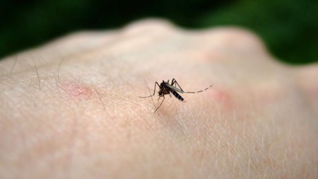 Primul caz de infectie cu virusul West Nile a fost confirmat la un barbat din Bucuresti. Recomandarile INSP pentru romani