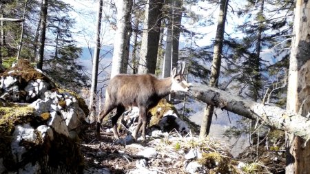 Imagini rare, cu mai multe capre negre, au fost surprinse de camerele de monitorizare a faunei, in <span style='background:#EDF514'>PARC</span>ul Natural Apuseni