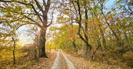 Ani<span style='background:#EDF514'>MALU</span>l spectaculos surprins intr-o padure din Romania! Are o calitate pe care putine vietati o poseda. VIDEO