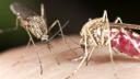 Primul caz de infectie cu virusul West Nile din aceasta vara