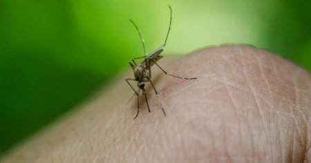 Masuri pentru reducerea pericolului infectarii cu virusul <span style='background:#EDF514'>WEST NILE</span>. Nicusor Dan: Intervenim cu tratamente de combatere a tantarilor VIDEO