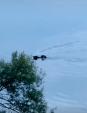 VIDEO. Imagini impresionante cu o ursoaica ce traverseaza Lacul Pal<span style='background:#EDF514'>TINU</span> cu puii pe spate