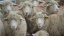 Pesta micilor rumegatoare loveste <span style='background:#EDF514'>DOBROGEA</span>. Mii de oi si capre sunt omorate