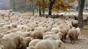 Noi focare de pesta la oi si capre confirmate in Tulcea. <span style='background:#EDF514'>PESTE</span> 8.800 de animale au murit. Ce masuri au fost adoptate