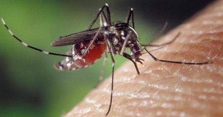 Infectia cu virusul West Nile afecteaza si omul si animalele. Ce este, cum se transmite boala, care sunt simptomele. Se intampla in fiecare vara