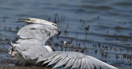 Pasari impuscate, gasite in zona Lacului Sarat 2.  Asociatia Euroteens: 