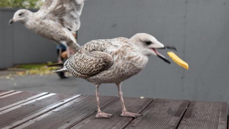 Un pescarus numit Steven Seagull a fost interzis intr-un magazin din Marea Britanie, dupa ce a furat sute de pungi cu chipsuri