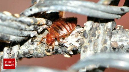 (P) Plosnitele de pat iti fac probleme? Descopera cea mai eficienta metoda naturala de a scapa de insecte si ouale acestora