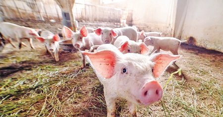 Peste 83.000 de porci sacrificati in sase ani ca urmare a imbolnavirilor cu pesta porcina africana, in Buzau