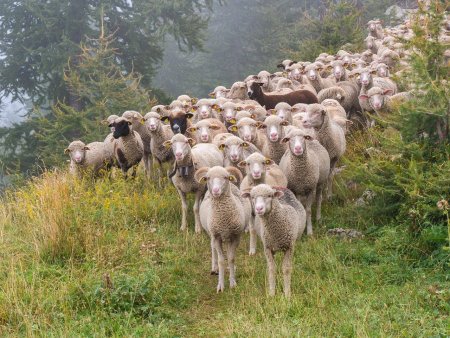 Focar de Pesta Micilor Rumegatoare la o ferma din Timis. 13.000 de oi au fost sacrificate