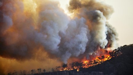 Fumul degajat de incendiile de vegetatie, mai nociv pentru creier decat alte tipuri de poluare. Studiu: Creste riscul de dementa cu 21%