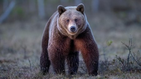 Ursul pe care italienii voiau sa-l trimita in Romania dupa ce a ranit un turist a fost, pana la urma, omorat. Gestul a starnit proteste