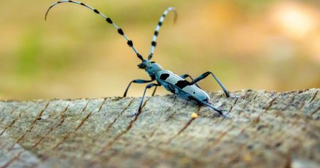 Insecta de care turistii nu au voie sa se atinga in Muntii Sureanu. Este preferata amatorilor de fotografii FOTO