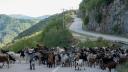 Branza feta, in pericol. Grecia este in alerta de 