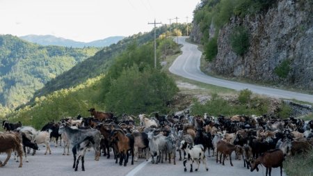 Branza feta, in pericol. Grecia este in alerta de pesta caprelor