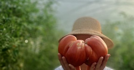 Rosie de dimensiuni record, obtinuta la o Statiunea de Cercetare Legumicola din Buzau FOTO