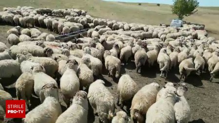 Pierderi mari din cauza pestei la ovine. Peste 200 de mii de oi si capre au fost omorate. De la o zi la alta apar noi focare