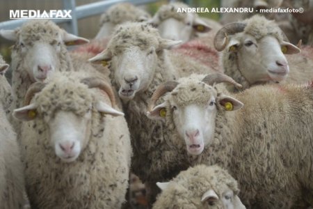 Pesta micilor rumegatoare: crescatorii de ovine sa opreasca miscarea animalelor pentru trei saptamani