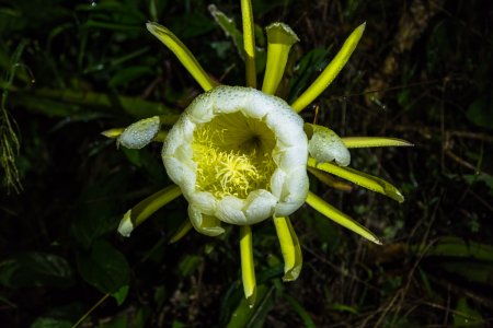 Plante care infloresc noaptea – plante nocturne