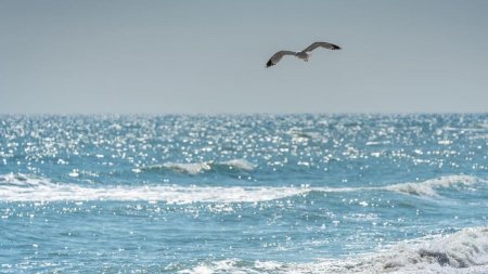 E-Coli in Marea Neagra! DSP Constanta anunta ca apa din zona plajelor Vadu si Corbu sunt neconforme