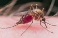 Un batran din Mures, infectat cu virusul West Nile