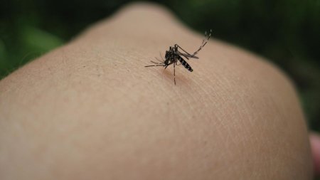 A fost confirmat al doilea caz de infectare cu virusul West Nile. Un barbat din Mures a fost internat cu encefalita