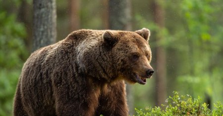 Incident terifiant pe strazile din Busteni! Un barbat a dat peste o <span style='background:#EDF514'>URSOAICA</span> si puii acesteia. VIDEO