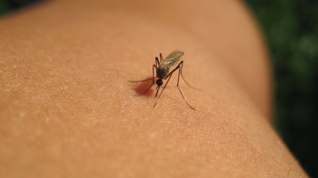 Inca un caz de infectare cu West Nile in Romania. Care este starea barbatului internat dupa ce a fost intepat de <span style='background:#EDF514'>TANTARI</span>