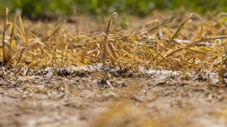 Ministrul Agriculturii a anuntat cand vor fi acordate despagubirile pentru culturile afectate de seceta