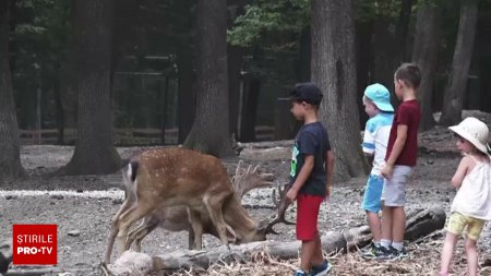 Cerbii lopatari, noua atractie a Gradinii Zoologice din Targu Mures. Vizitatorii ii pot mangaia: Copiii sunt incantati