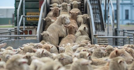 Pesta ovinelor nu impiedica exporturile: Romania a trimis aproape 73.000 de animale in tarile arabe