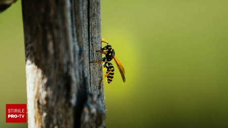 Alergia la viespi si albine: tratamentul natural si cand sa mergi la medic