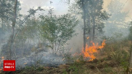 Incendiu de proportii in Giurgiu: 42 de hectare de teren, inclusiv liziera si o parte dintr-o padure, afectate