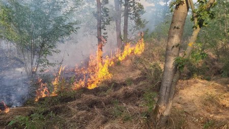 Incendiu masiv in Giurgiu. 40 de hectare din zona padurii Balanoaia au ars. Pompierii au fost chemati din timpul liber