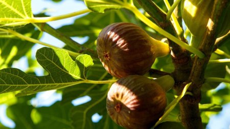 Fructele zeilor: De la legende la bucate zemoase. Sezonul smochinelor, in plina glorie