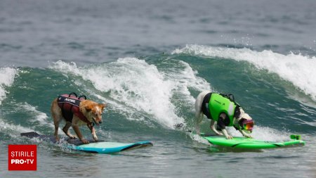 Si animalele au nevoie de miscare. Zeci de caini s-au aventurat cu placa pe valuri la Campionatul Mondial de Surfing