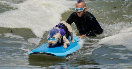 Ham-ham! Cainii s-au intrecut la Campionatul Mondial de Surf <span style='background:#EDF514'>CANIN</span>