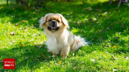 Ce trebuie sa stii despre cainele pechinez, cea mai cunoscuta rasa din lume. Nevoile si temperamentul acestor animale