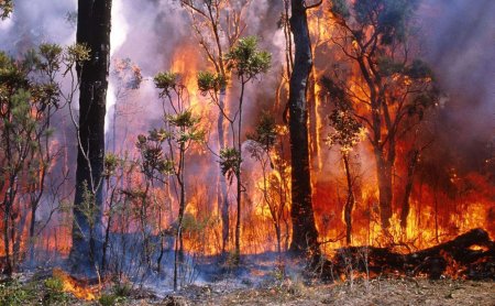 Ard padurile patriei! Romsilva anunta cresterea de 7 ori a numarului de incendii