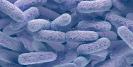 Avertisment urgent al OMS: Superbacteria detectata in 16 tari