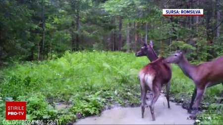 Imagini spectaculoase in Parcul National Cheile Bicazului - Hasmas. Cum au fost surprinse animalele salbatice