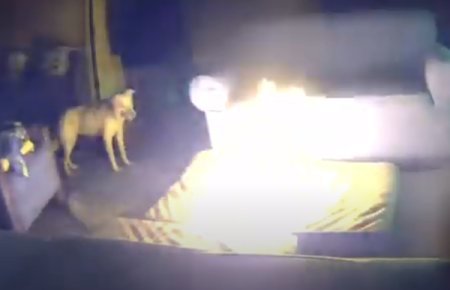 Un caine a provocat un incendiu intr-o casa din Tulsa, dupa ce a muscat o baterie | VIDEO