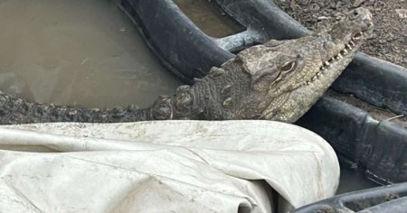 Un crocodil masiv isi face veacul langa niste blocuri de locuinte din Sofia, iar autoritatile bulgare nu reusesc sa-l evacueze